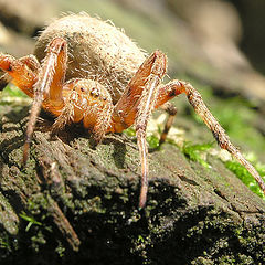 фото "Orb spider 2"