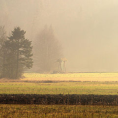 photo "field"