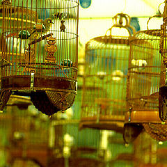 фото "Bird In A Gilded Cage"