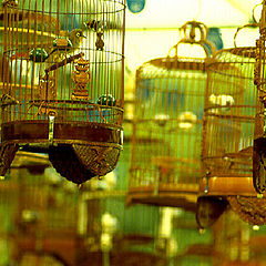 photo "Bird In A Gilded Cage"