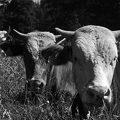 photo "Cows perspective"
