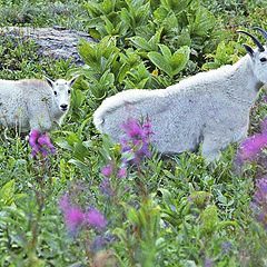 photo "The mountain goats of the Highline trail"