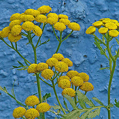 photo "Under blue concrete fence ..."