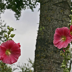 photo "Farmers Roses"