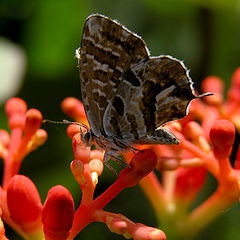 photo "Ready to fly..."