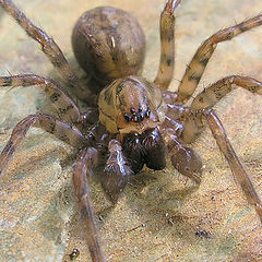 фото "Wolf spider on the prowl"