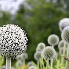 photo "thistles"