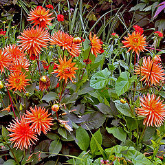 photo "Dahlias"