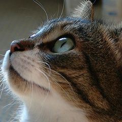 photo "***"