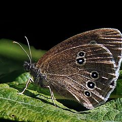 photo "Relax on a green carpet"