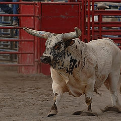 photo "rodeo"