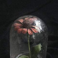 photo "Flower to jar"