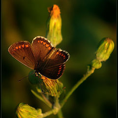 photo "Small butterfly on sundown"