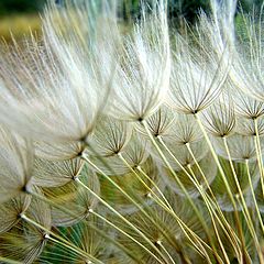 photo "Geropogon hybridus seeds"