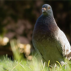 photo "Pigeon"