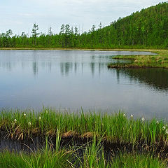 photo "The bog lake"