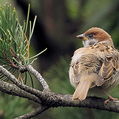 photo "Passer montanus"