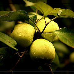 фото "TriApple"