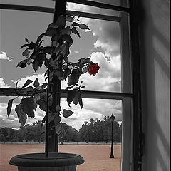 photo "About a flower at a window and a lantern behind a window"