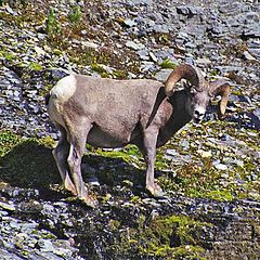 фото "The wildlife of the higline trail #2"