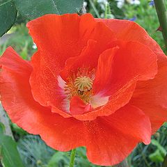 photo "Flower of the Poppy *"