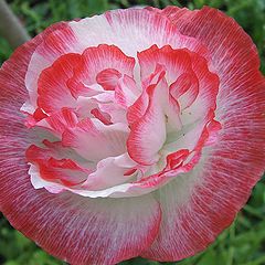 photo "Flower of the Poppy **"