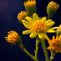 photo "Round dance"