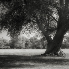 фото "Tree and bicycle"