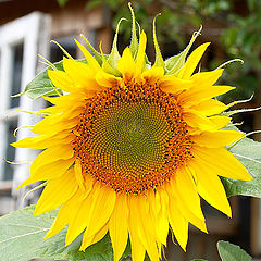 photo "The Beauty Sunflower"