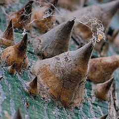 фото "Thorns of CHORISIA - Шипы Хоризии."