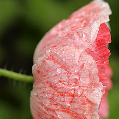 photo "Poppy. 3"