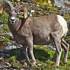 фото "Another longhorn on the trail"