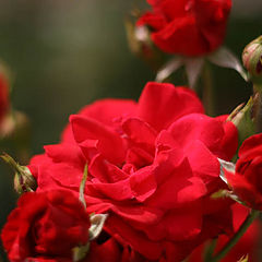 photo "Rose"