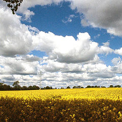 photo "Field of rape"