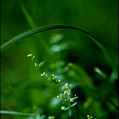 photo "* umbrella *"