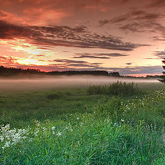 photo "Exciting herb"