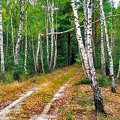 фото "Дорога в сказку"