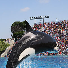 фото "Shamu"