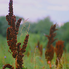 photo "Evening in the steppes."