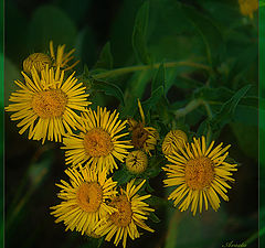 photo "Flowerses have tired from day fervours"