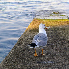 photo "Before the use (bread) recommend to soak water"