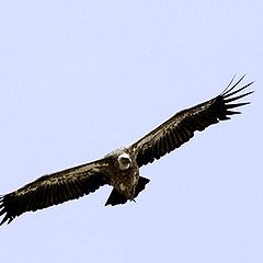 photo "Eagle cip"