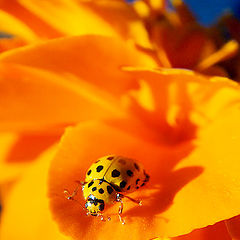 фото "Ladybird"