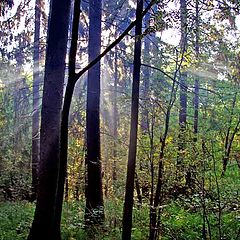 фото "Утро в подмосковном лесу"