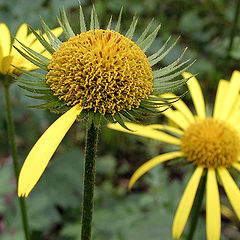 photo "Last plastic flower"