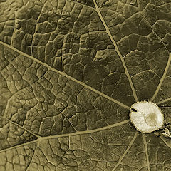 photo "leaf and seed"