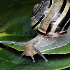 фото "Helicella candicans"