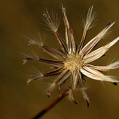 фото "End of Summer"