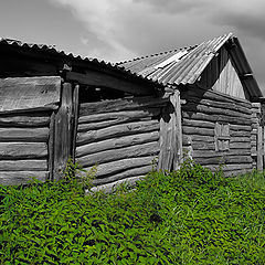 фото "Крапива"