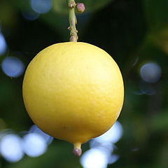 фото "Lemon Drop"
